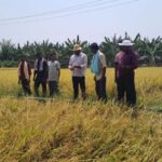 Bhadradri Kothagudem conducted field visit of quality paddy seed variety Siddi