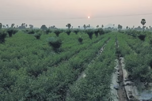 Efforts underway to make Kothagudem dist in Telangana a hub for palm oil