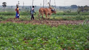 Rythu Bandhu comes as breather to marginal, small farmers